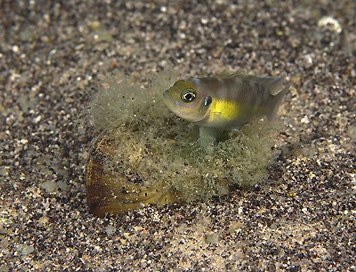 Neolamprologus brevis 'Namansi'